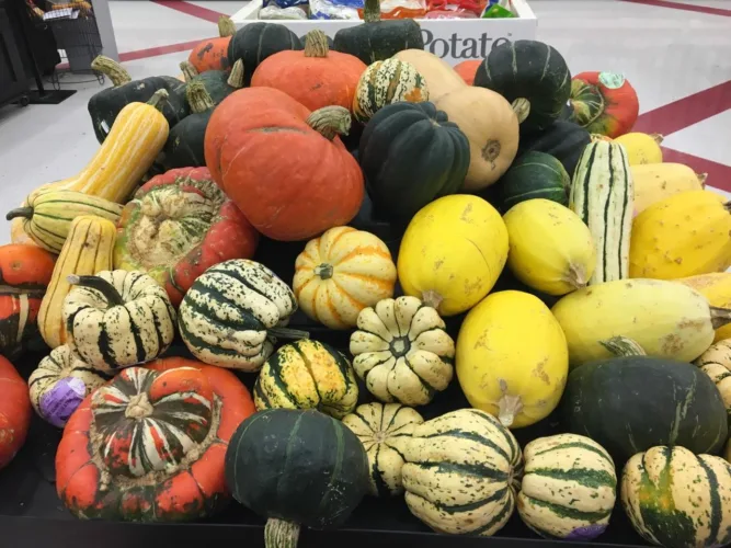 Prairie Fare: From campus history to the dinner table — Exploring winter squash